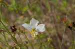 Panhandle meadowbeauty